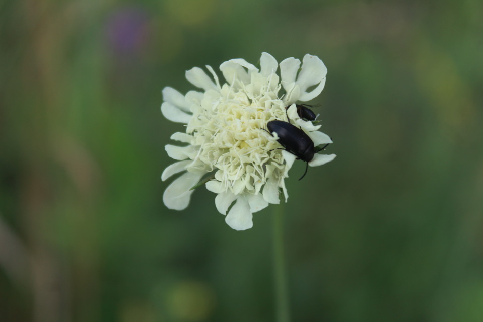 Podonta nigrita - szerecsenbogár