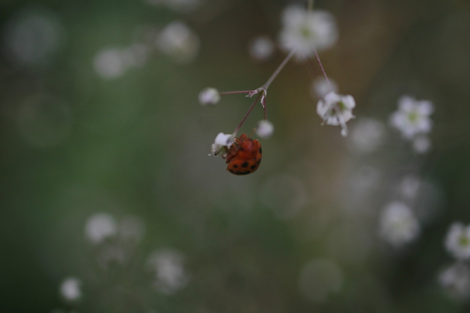 Subcoccinella vigintiquatuorpunctata - lucernaböde