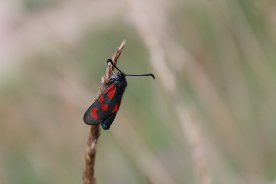 Zygaena loti - közönséges csüngőlepke