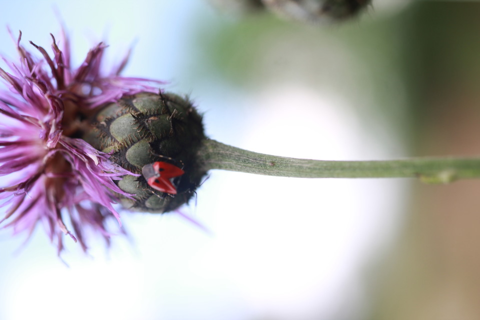 Deraeocoris rutilus - cinóber mezeipoloska