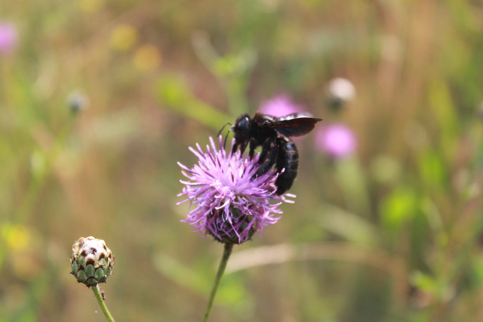 Xylocopa valga - gyakori fadongó