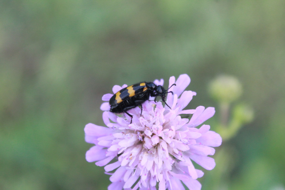 Mylabris variabilis - szalagos hólyaghúzó Mylabris variabilis - szalagos hólyaghúzó