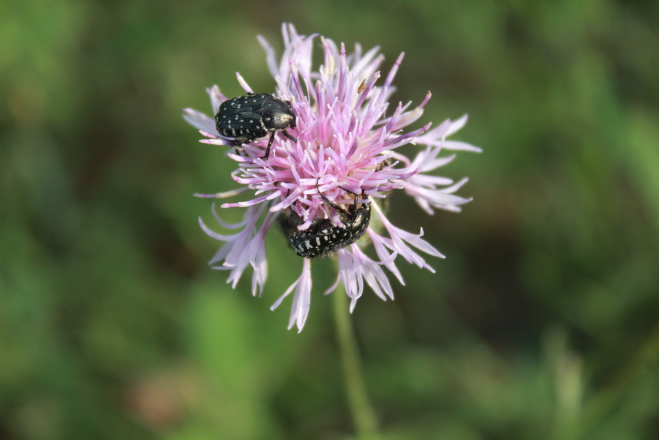 Oxythyrea funesta - sokpettyes virágbogár