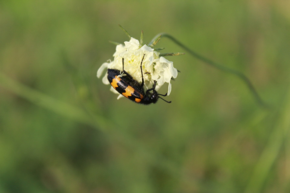 Mylabris variabilis - szalagos hólyaghúzó Mylabris variabilis - szalagos hólyaghúzó