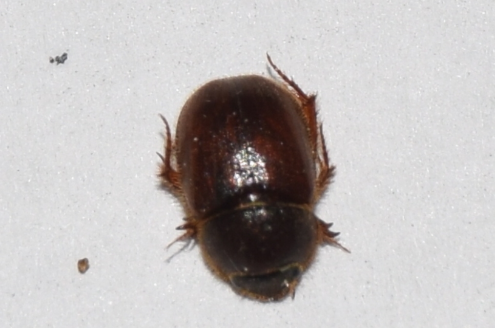 Ochodaeus chrysomeloides - alkonyati homoktúróbogár Ochodaeus chrysomeloides - alkonyati homoktúróbogár