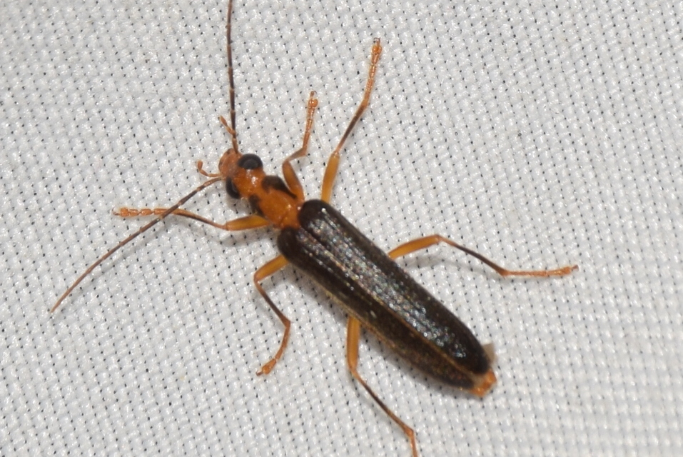 Nacerdes carniolica - karnóliai álcincér