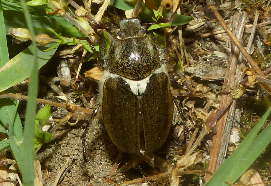 Anoxia pilosa - pusztai cserebogár