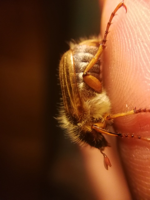 Amphimallon solstitiale - bordás sárgacserebogár