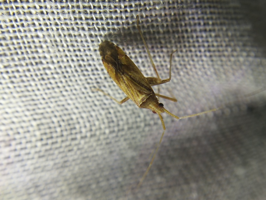 Phytocoris
