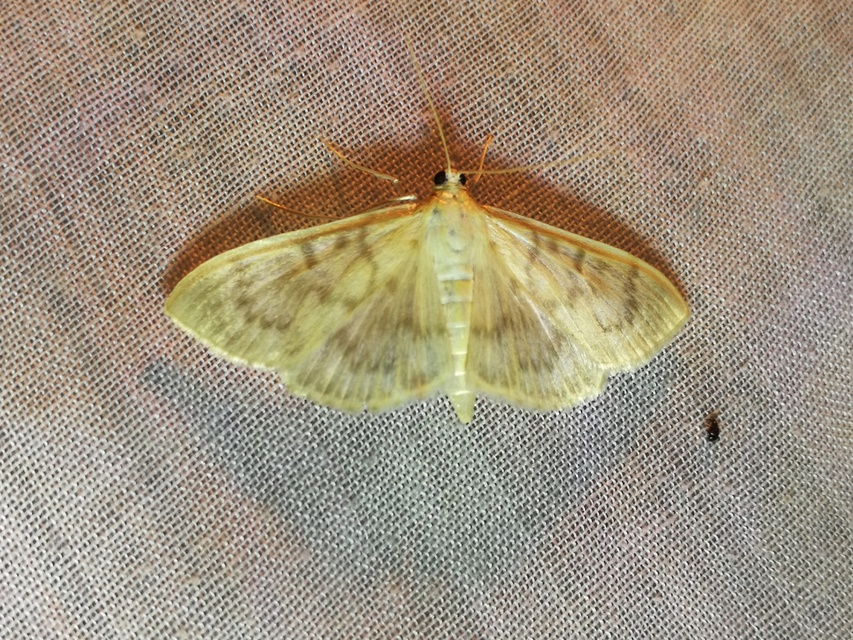 Patania ruralis - csalánevő tűzmoly