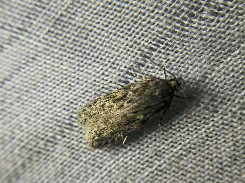 Anarsia