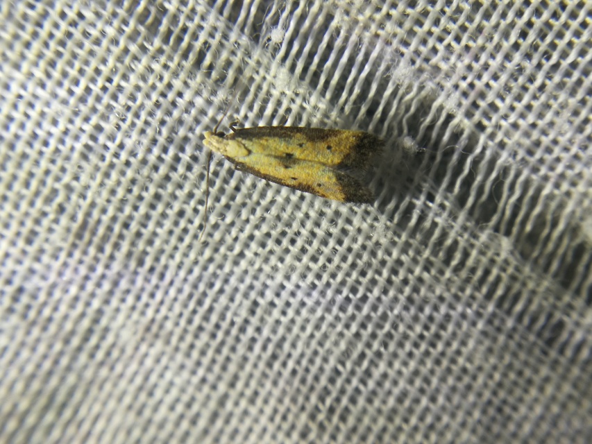 Brachmia dimidiella - citromkocsord-lápimoly