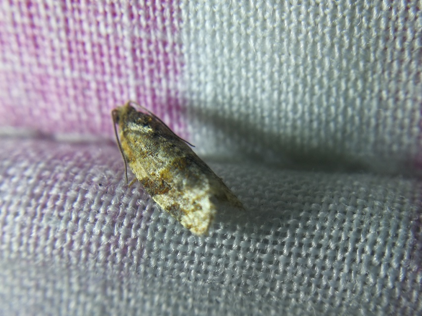 Argyrotaenia ljungiana - ékes sodrómoly