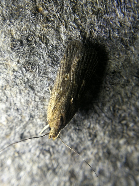 Helcystogramma triannulella - szuláksodró lápimoly