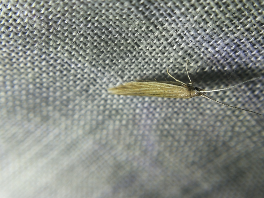 Coleophoridae - zsákhordómolyfélék