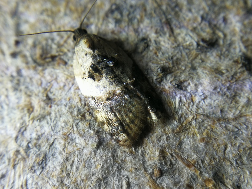 Acleris variegana - tarka levélmoly