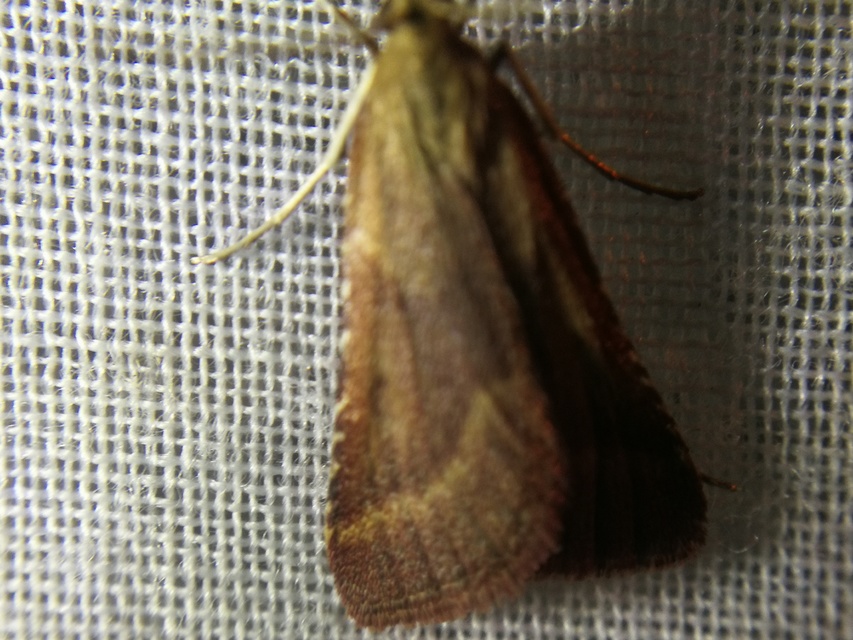 Synaphe punctalis - hosszúlábú fényilonca