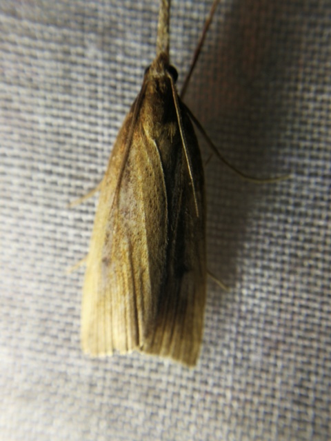 Calamotropha paludella - barna nádlevélmoly