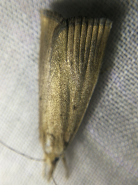 Calamotropha paludella - barna nádlevélmoly