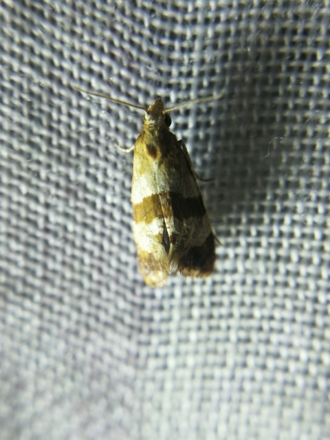 Phalonidia contractana - pipitér-fúrómoly