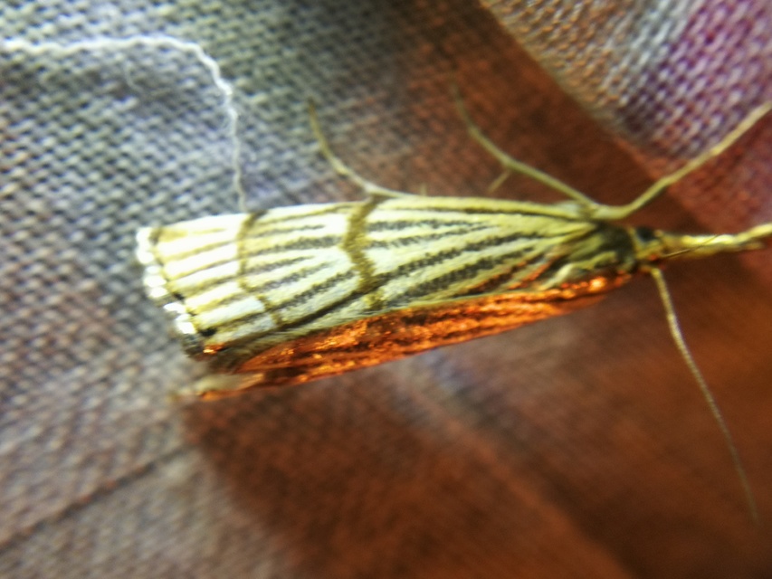 Chrysocrambus linetella - déli fűgyökérmoly