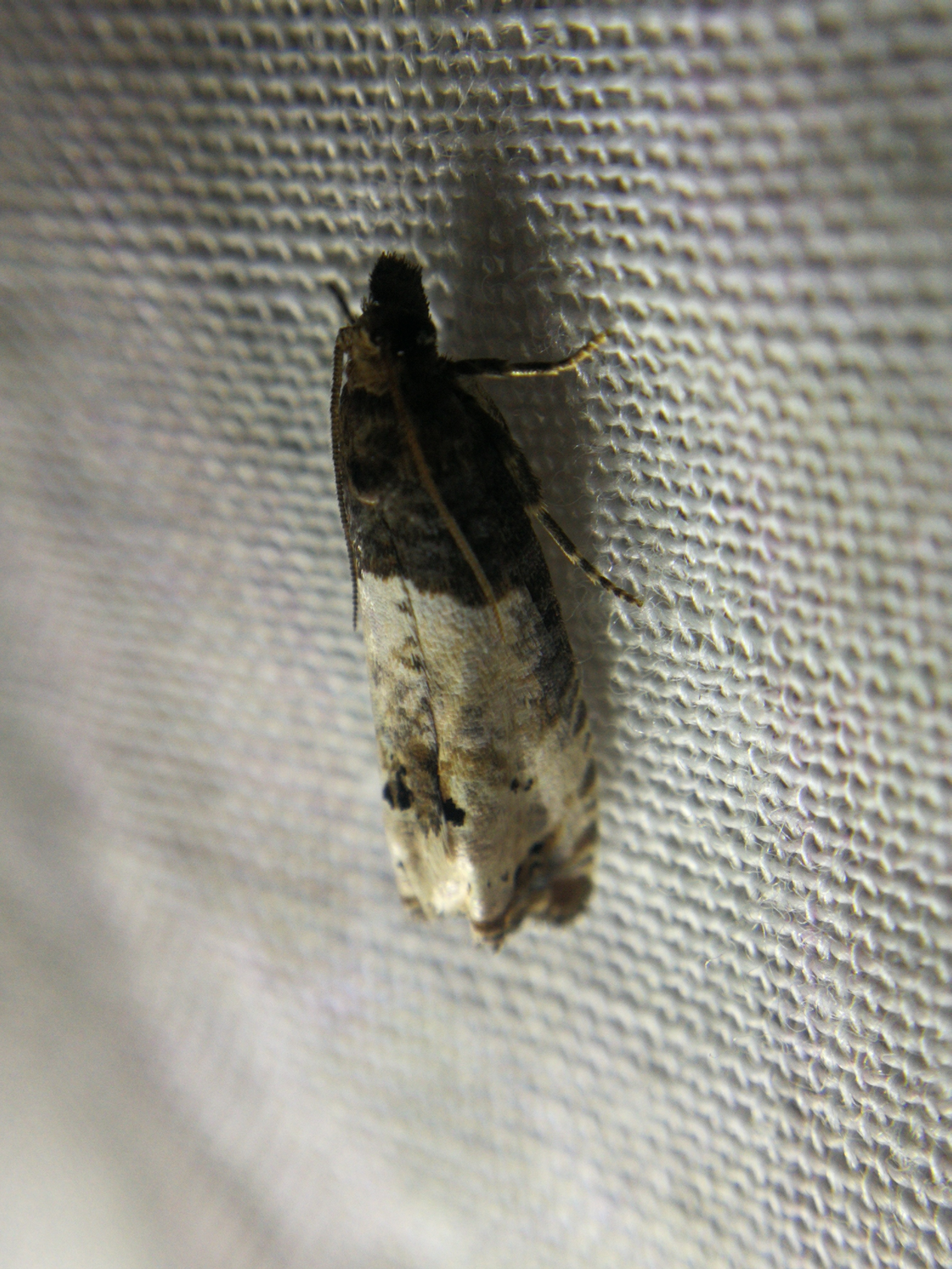 Notocelia roborana - rózsarügy-tükrösmoly