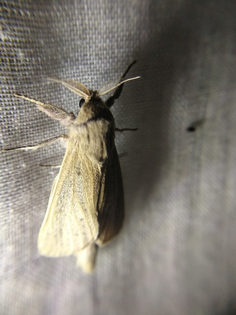 Phragmataecia castaneae - nádfúrólepke