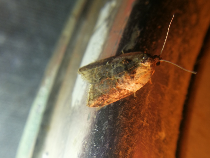 Acleris variegana - tarka levélmoly