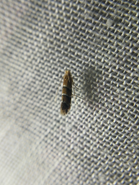 Cameraria ohridella - vadgesztenye-sátorosmoly