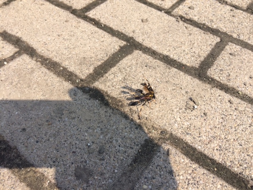Sceliphron caementarium - feketenyelű lopódarázs