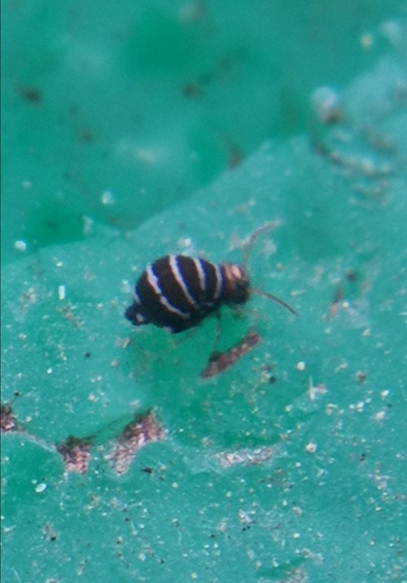 Fasciosminthurus quinquefasciatus