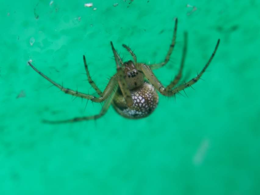 Mangora acalypha - réti keresztespók