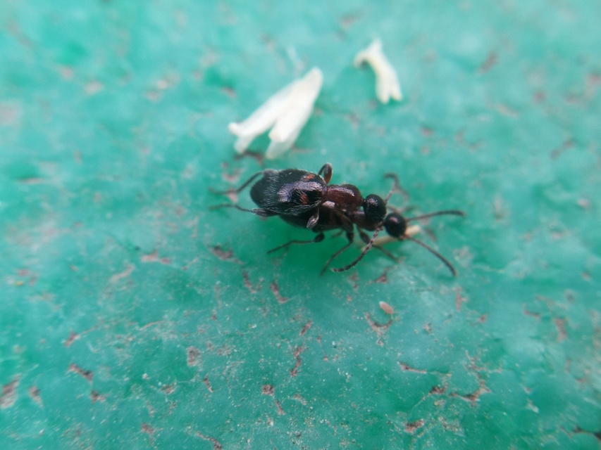 Anthelephila pedestris - hangyaszerű fürgebogár