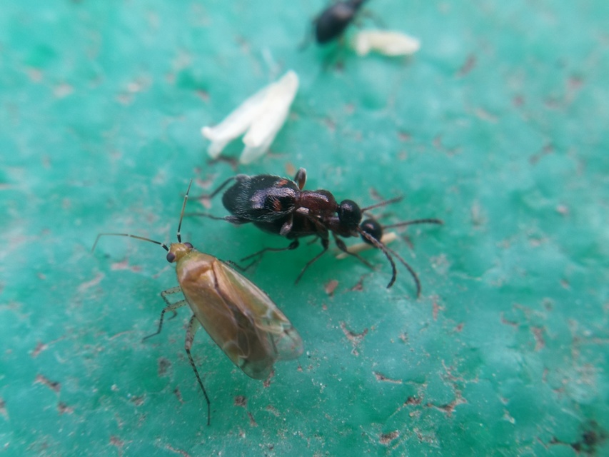 Plagiognathus fulvipennis - kígyószisz törpepoloska Plagiognathus fulvipennis - kígyószisz törpepoloska