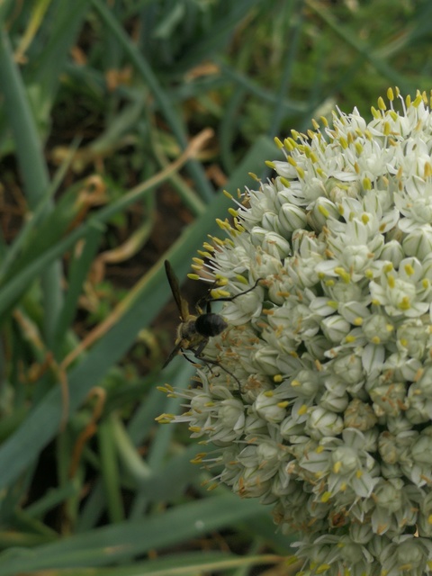 Isodontia mexicana - mexikói fűdarázs