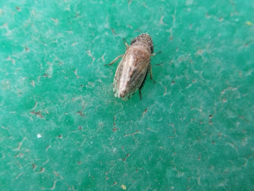 Aphrodinae