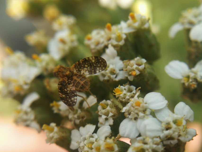Tephritidae - fúrólégyfélék