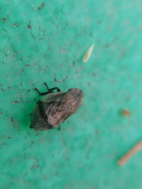 Lepyronia coleoptrata