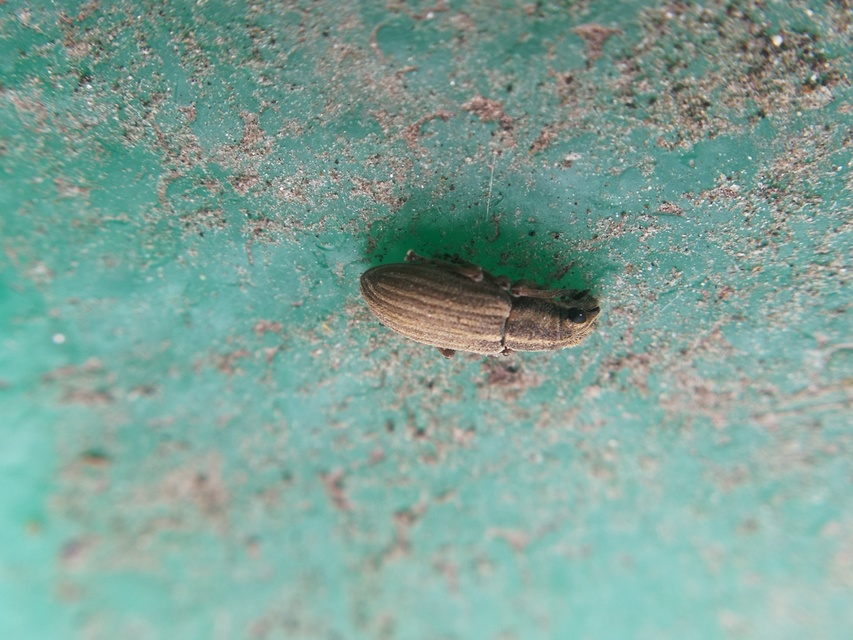 Sitona lineatus - sávos csipkézőbogár