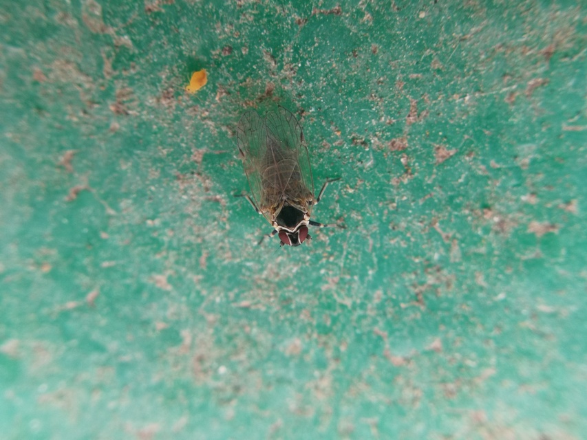 Hyalesthes