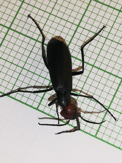 Epicauta rufidorsum - hollóbogár