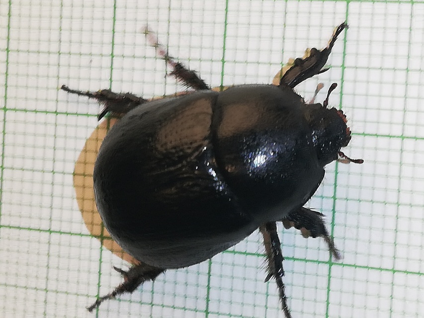 Pentodon idiota - butabogár