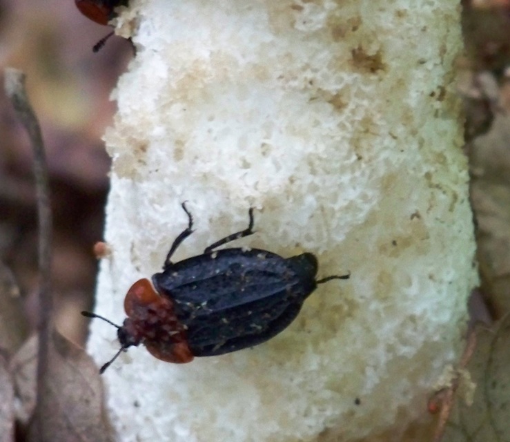 Oiceoptoma thoracicum - vörösnyakú dögbogár