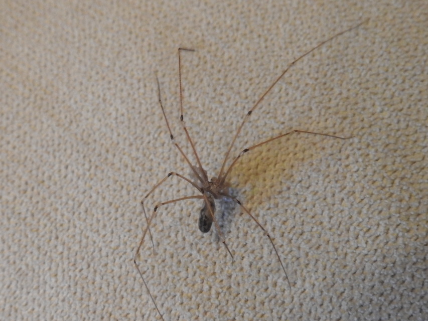 Pholcus phalangioides - nagy álkaszáspók
