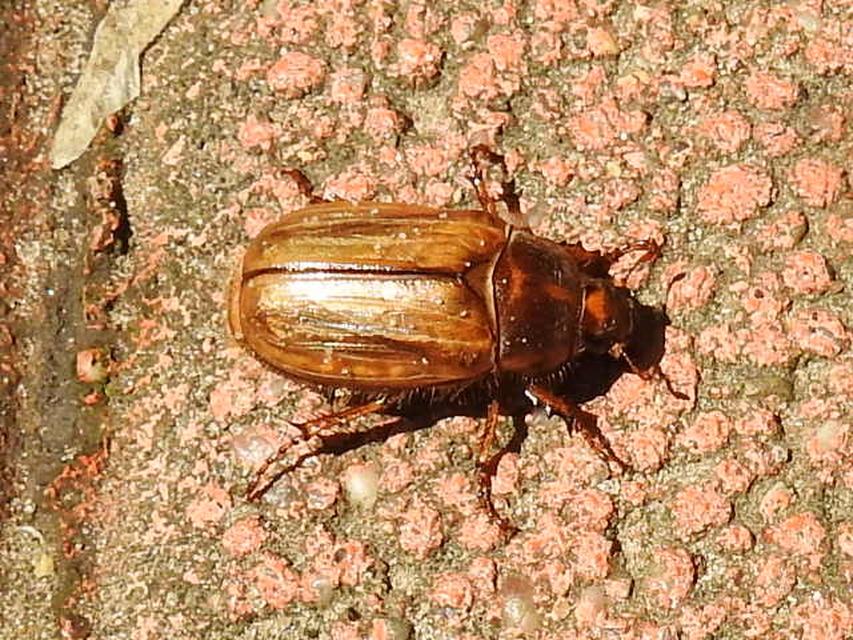 Amphimallon solstitiale - bordás sárgacserebogár