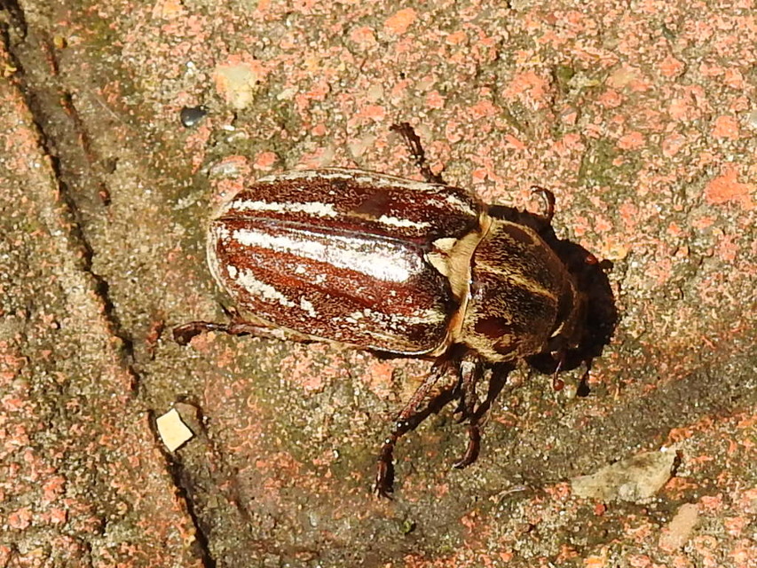 Anoxia orientalis - keleti cserebogár