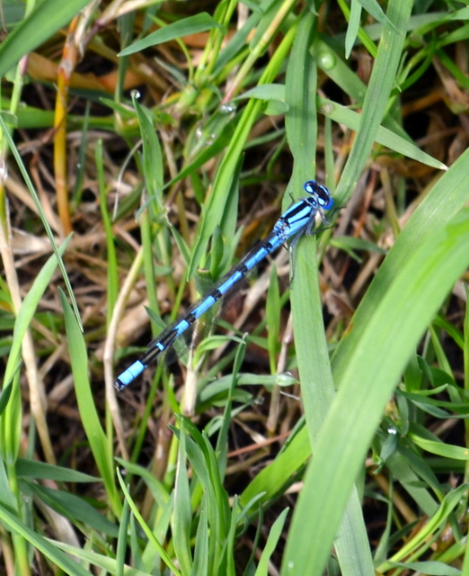 Enallagma cyathigerum - kéksávos légivadász