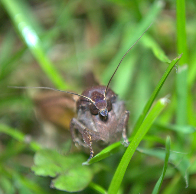 Noctua pronuba - nagy sárgafűbagoly