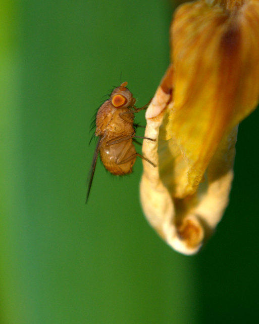 Lauxaniidae - pudvalegyek