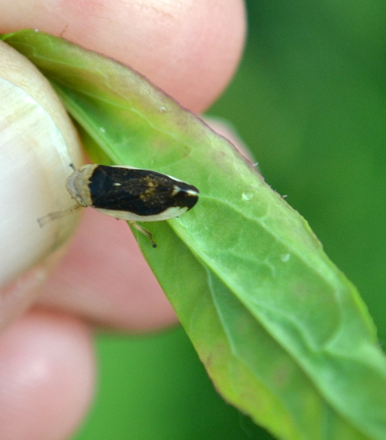 Aphrophoridae